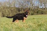 BERGER ALLEMAND 191